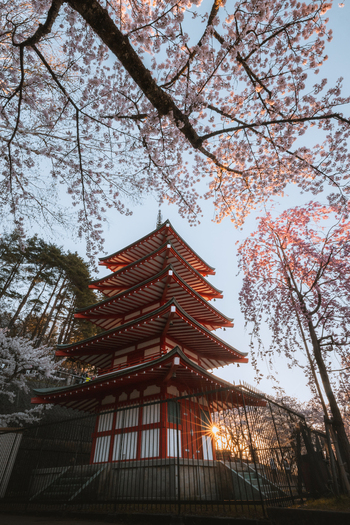 View of the vibrant red Chureito Pagoda framed by delicate pink cherry blossoms against a soft blue sky a tranquil scene in Fujiyoshida Yamanashi Japan.