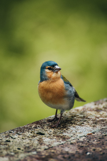 View of a colorful finch perched on a weathered stone its blue head and orange breast contrasting against the blurred green backdrop Azores Portugal. View of a colorful finch perched on a weathered stone its blue head and orange breast contrasting against the blurred green backdrop Azores Portugal.