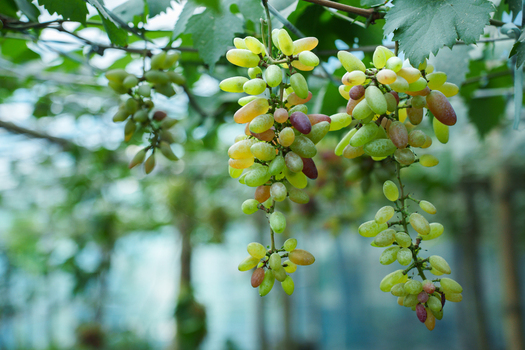 View of fresh bunches of ripening grapes hanging from lush green vines in a vineyard in Bogura Rajshahi Division Bangladesh. View of fresh bunches of ripening grapes hanging from lush green vines in a vineyard in Bogura Rajshahi Division Bangladesh.