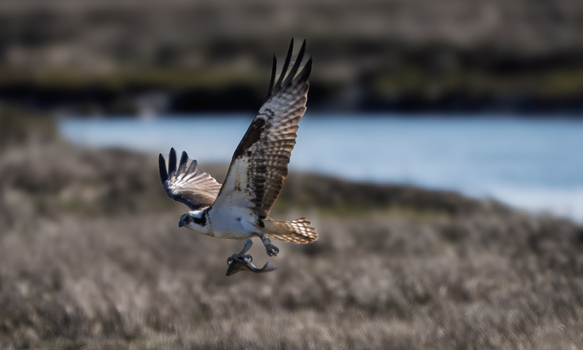View of an osprey in flight carrying a fish in its talons over the marshlands of the Edwin B. Forsythe National Wildlife Refuge in Galloway New Jersey United States. View of an osprey in flight carrying a fish in its talons over the marshlands of the Edwin B. Forsythe National Wildlife Refuge in Galloway New Jersey United States.
