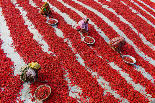Bogura Bangladesh 12 February 2017 View of women in traditional clothing sorting and drying bright red chili peppers spread in long rows on the ground. Bogura Bangladesh 12 February 2017 View of women in traditional clothing sorting and drying bright red chili peppers spread in long rows on the ground.