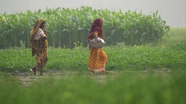 View of women walking through green fields in Bogura Bangladesh.