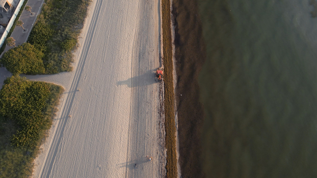 Aerial view of a tractor cleaning seaweed from the sandy shoreline with the ocean waves gently lapping at the coast in Miami Beach Florida United States. Aerial view of a tractor cleaning seaweed from the sandy shoreline with the ocean waves gently lapping at the coast in Miami Beach Florida United States.
