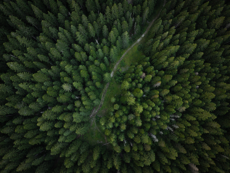Aerial view of Durmitor National Park featuring a dense coniferous forest with a narrow winding dirt path cutting through the evergreen trees in Zabljak Zabljak Municipality Montenegro. Aerial view of Durmitor National Park featuring a dense coniferous forest with a narrow winding dirt path cutting through the evergreen trees in Zabljak Zabljak Municipality Montenegro.