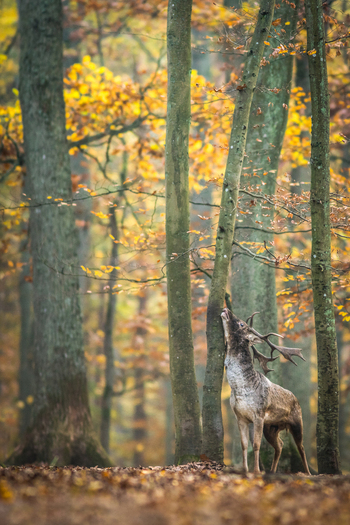 View of a fallow deer with large antlers rubbing its head against a tree trunk in an autumn forest with golden leaves in Debrzno Pomeranian Voivodeship Poland. View of a fallow deer with large antlers rubbing its head against a tree trunk in an autumn forest with golden leaves in Debrzno Pomeranian Voivodeship Poland.