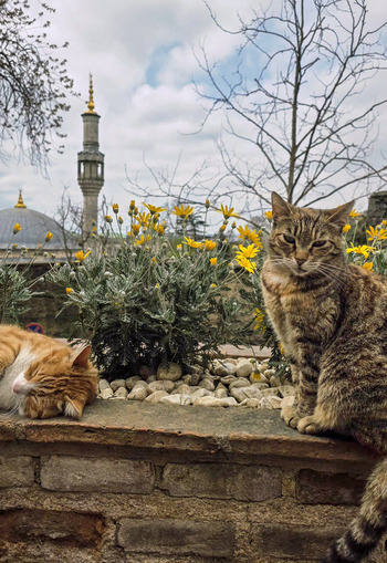 View of two cats resting on a stone wall next to yellow flowers with a mosque minaret in the background Sariyer Istanbul Turkiye.