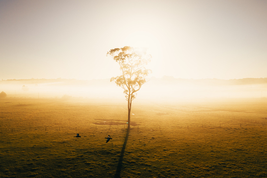 Aerial view of a solitary tree standing in a misty field at sunrise with birds flying nearby in Karikari Peninsula Northland Region New Zealand.