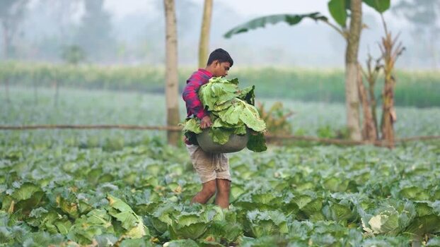 View of a farmer carrying harvested vegetables in Bogura Bangladesh. View of a farmer carrying harvested vegetables in Bogura Bangladesh.