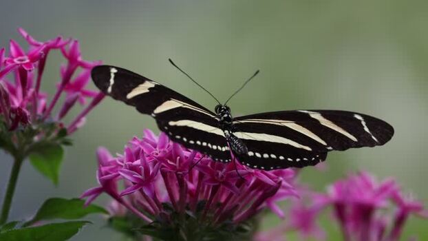 View of a zebra longwing butterfly on pink flowers France.