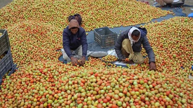 View of workers sorting fresh fruits in a market in Bangladesh. View of workers sorting fresh fruits in a market in Bangladesh.