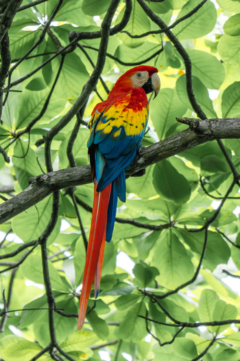 View of a vibrant scarlet macaw perched on a tree branch surrounded by lush green foliage in Costa Rica.