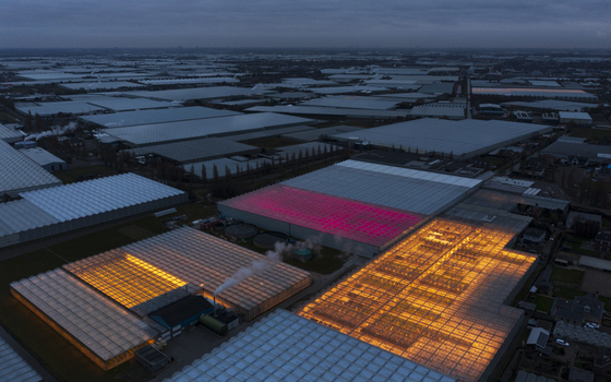 Aerial view of illuminated greenhouses with orange and pink lights under a twilight sky in the Westland region Netherlands.