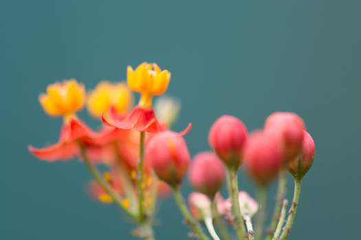 View of vibrant orange and red tropical milkweed flowers with delicate petals and unopened buds against a soft green background in Puerto Jimenez Puntarenas Province Costa Rica. View of vibrant orange and red tropical milkweed flowers with delicate petals and unopened buds against a soft green background in Puerto Jimenez Puntarenas Province Costa Rica.