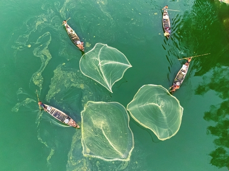 Khansama Upazila Bangladesh 11 June 2026 Aerial view of fishermen in traditional wooden boats casting large circular nets into the green river water.