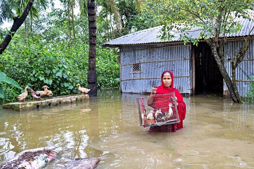 Banshkhali Upazila Chittagong Division Bangladesh 10 July 2026 View of a woman in a red headscarf wading through floodwater while holding a cage of ducklings near a corrugated metal house. Banshkhali Upazila Chittagong Division Bangladesh 10 July 2026 View of a woman in a red headscarf wading through floodwater while holding a cage of ducklings near a corrugated metal house.