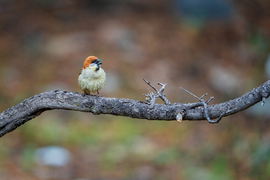 View of a small Russet sparrow perched on a tree branch in Naran Khyber Pakhtunkhwa Pakistan. View of a small Russet sparrow perched on a tree branch in Naran Khyber Pakhtunkhwa Pakistan.