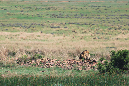 View of a male lion resting behind a rocky outcrop in the grassy savanna of Welgevonden Game Reserve Waterberg District Municipality Limpopo South Africa.