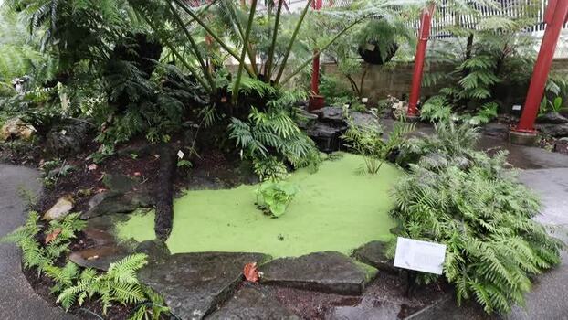 View of Royal Botanic Garden pond with ferns and rocks Australia.