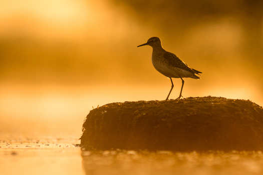 View of a sandpiper standing on a rock in the water during the golden hour in Debrzno Pomeranian Voivodeship Poland. View of a sandpiper standing on a rock in the water during the golden hour in Debrzno Pomeranian Voivodeship Poland.