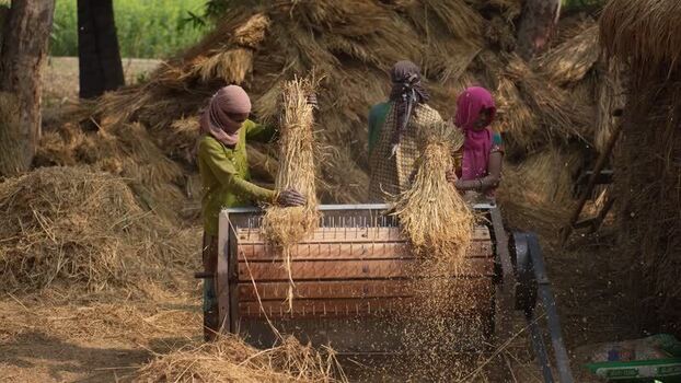 View of workers threshing grain in a rural field India.