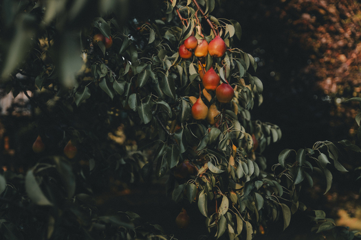 View of ripe pears hanging from a tree branch with lush green leaves in the warm light of an orchard in Vormsi Laane County Estonia.
