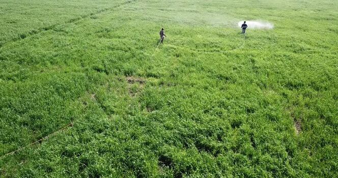 Aerial view of farmers spraying pesticides in a green field India.