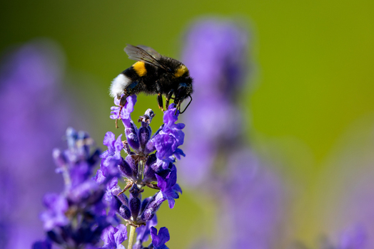 View of a bumblebee collecting nectar from purple lavender flowers in a garden under bright sunlight Wittenheim Grand Est France.