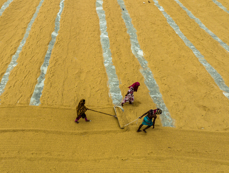 Ashuganj Bangladesh 05 July 2022 Aerial view of workers raking and spreading golden rice grains across long plastic sheets in a large drying field.
