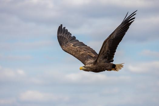 View of a majestic white tailed eagle soaring through a cloudy blue sky with its wings fully spread in Selestat Grand Est France.