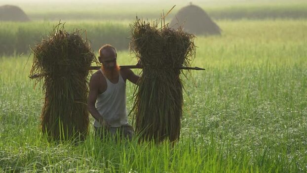 View of a farmer carrying rice bundles in Bogura Bangladesh. View of a farmer carrying rice bundles in Bogura Bangladesh.