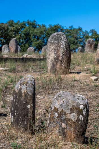View of the ancient megalithic stones at Almendres Cromlech set in a dry grassy field with scattered trees under a clear blue sky in Nossa Senhora de Guadalupe Distrito de Evora Portugal. View of the ancient megalithic stones at Almendres Cromlech set in a dry grassy field with scattered trees under a clear blue sky in Nossa Senhora de Guadalupe Distrito de Evora Portugal.
