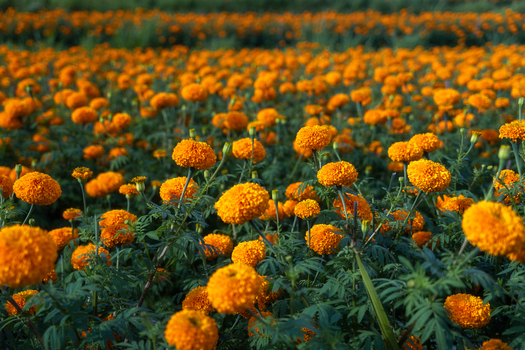 View of vibrant orange marigold flowers blooming in a lush green field under soft daylight Sidemen Bali Indonesia.