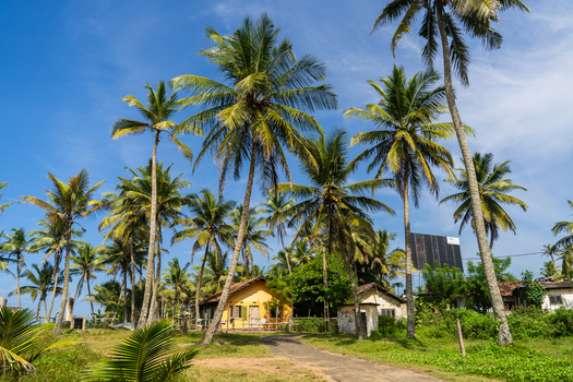 View of a small yellow house nestled among tall palm trees with lush tropical vegetation and a dirt path under a clear blue sky Galle Southern Province Sri Lanka.