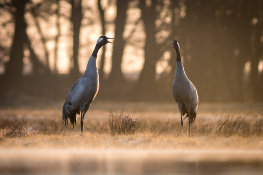 View of two common cranes calling to each other in a grassy field during golden hour in Debrzno Pomeranian Voivodeship Poland.