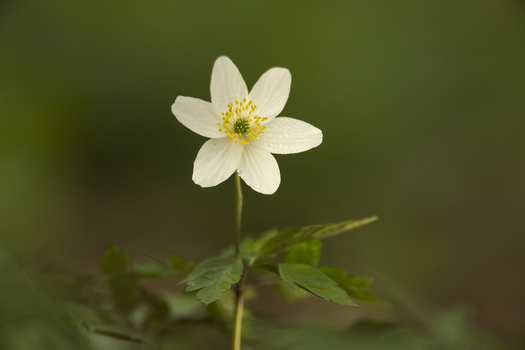 View of a white Wood Anemone flower with a yellow center and green leaves in a woodland setting in Cambridgeshire United Kingdom.
