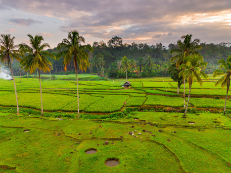 Aerial view of Taba Tembilang rice terraces with lush green paddies tall palm trees and a small hut under a soft sunset sky in Arga Makmur Bengkulu Indonesia. Aerial view of Taba Tembilang rice terraces with lush green paddies tall palm trees and a small hut under a soft sunset sky in Arga Makmur Bengkulu Indonesia.