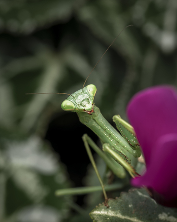 View of a green praying mantis perched on a vibrant purple flower petal with blurred green foliage in the background in Tauranga Bay of Plenty Region New Zealand. View of a green praying mantis perched on a vibrant purple flower petal with blurred green foliage in the background in Tauranga Bay of Plenty Region New Zealand.