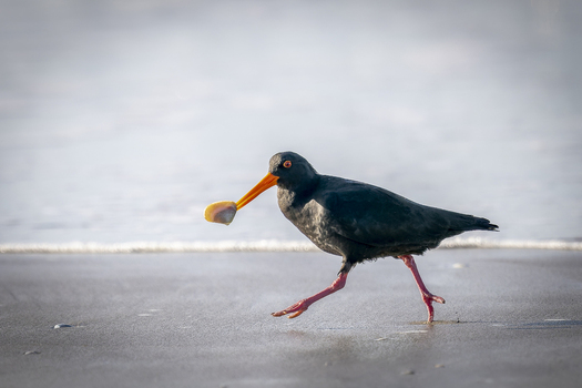 View of a variable oystercatcher walking on the wet sand of a beach while holding a small shell in its bright orange beak in Tauranga Bay of Plenty Region New Zealand.