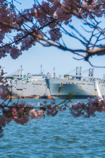 View of large naval ships docked in the harbor framed by blooming pink cherry blossoms under a clear blue sky in Baltimore Maryland United States. View of large naval ships docked in the harbor framed by blooming pink cherry blossoms under a clear blue sky in Baltimore Maryland United States.