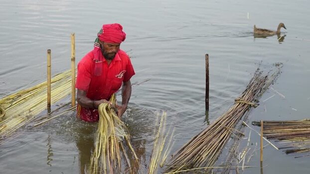 View of a man processing jute fibers in the water Bangladesh.
