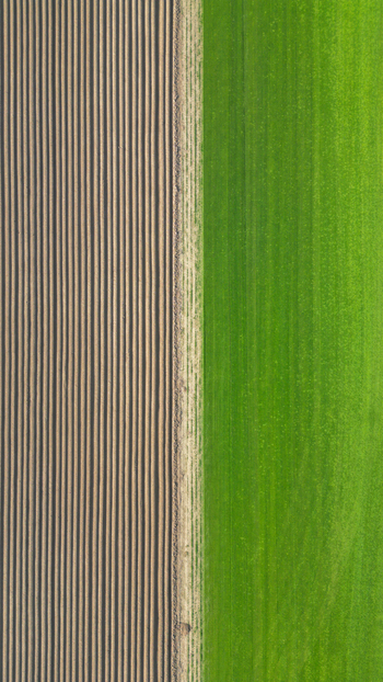 Aerial view of contrasting agricultural field patterns with a plowed brown section and a vibrant green crop section separated by a narrow dirt path United Kingdom.