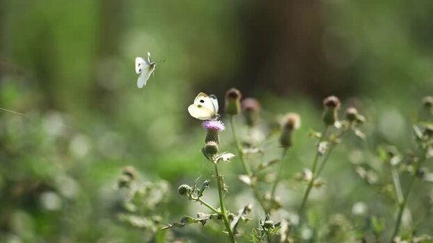View of white butterflies on a thistle flower in Nepal.