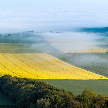 Aerial view of rolling green and yellow rapeseed fields covered in morning mist under a clear sky in Nuffield Oxfordshire United Kingdom. Aerial view of rolling green and yellow rapeseed fields covered in morning mist under a clear sky in Nuffield Oxfordshire United Kingdom.