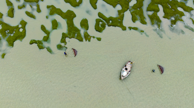 Aerial view of a small wooden boat and a fisherman wading in the shallow waters near green marshy vegetation in Patharghata Barisal Division Bangladesh. Aerial view of a small wooden boat and a fisherman wading in the shallow waters near green marshy vegetation in Patharghata Barisal Division Bangladesh.
