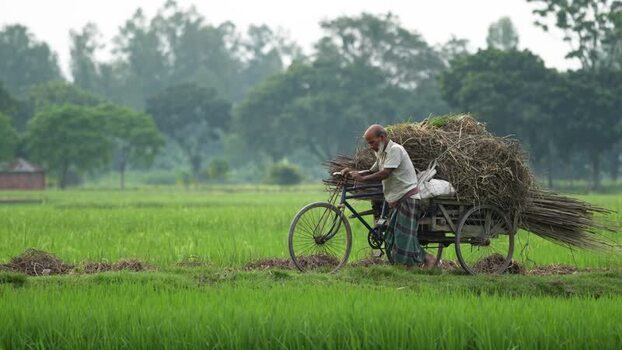 View of a man pushing a bicycle loaded with hay Bangladesh. View of a man pushing a bicycle loaded with hay Bangladesh.