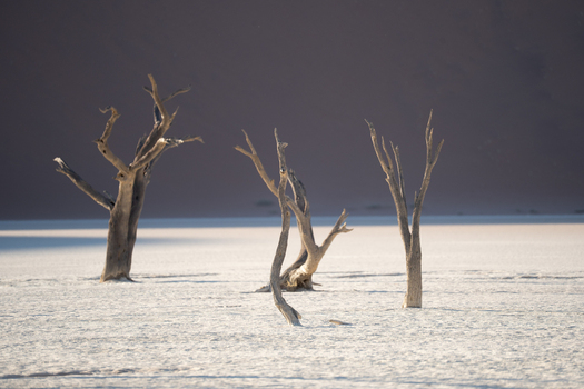 View of stark skeletal trees reach towards a dusky sky their bleached forms contrasting against the cracked white earth creating an eerie landscape Location Omitted Namibia. View of stark skeletal trees reach towards a dusky sky their bleached forms contrasting against the cracked white earth creating an eerie landscape Location Omitted Namibia.