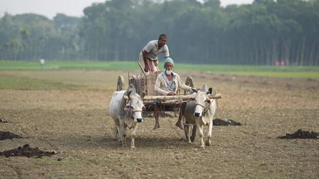 View of men on a bullock cart in a rural field Bangladesh. View of men on a bullock cart in a rural field Bangladesh.