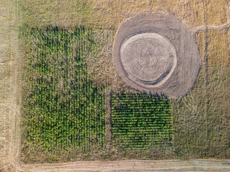 Aerial view of cultivated crop rows and a circular tilled soil feature amid dry farmland in Vac Hungary showing contrasting agricultural textures in summer. Aerial view of cultivated crop rows and a circular tilled soil feature amid dry farmland in Vac Hungary showing contrasting agricultural textures in summer.