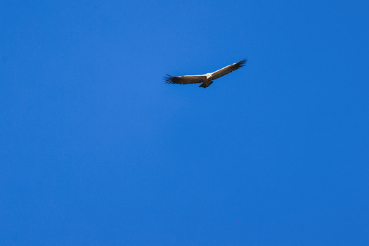 Aerial view of a Cape vulture soaring through the clear blue sky above Marakele National Park Waterberg District Municipality Limpopo South Africa. Aerial view of a Cape vulture soaring through the clear blue sky above Marakele National Park Waterberg District Municipality Limpopo South Africa.