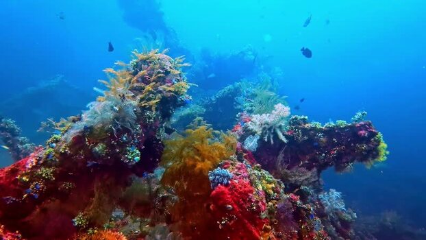 View of colorful coral reef with tropical fish Indonesia.